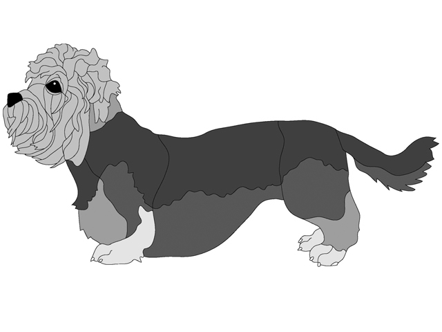 Dandied Dinmont Terrier