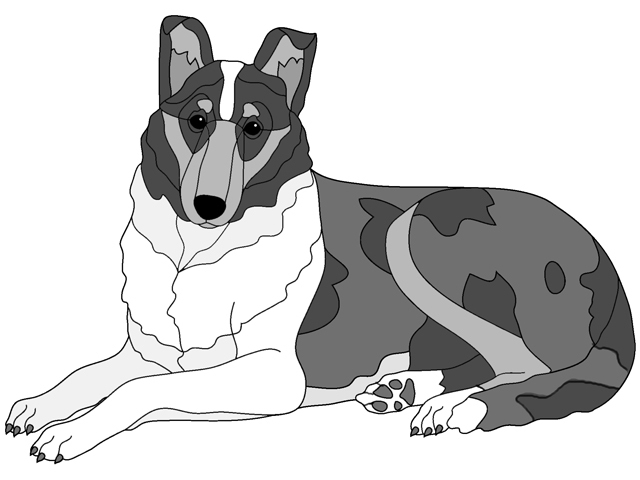 Smooth Collie Lying