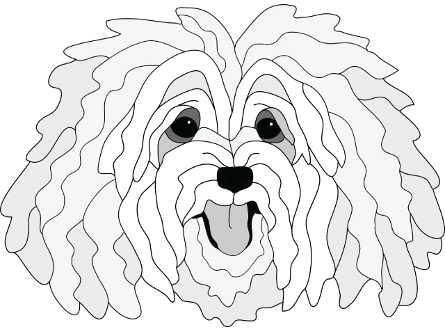 Havanese