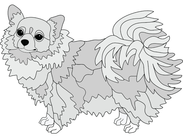 Chihuahua Longhair Standing