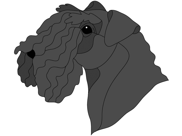 Kerry Blue Terrier Head