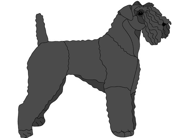 Kerry Blue Terrier Standing