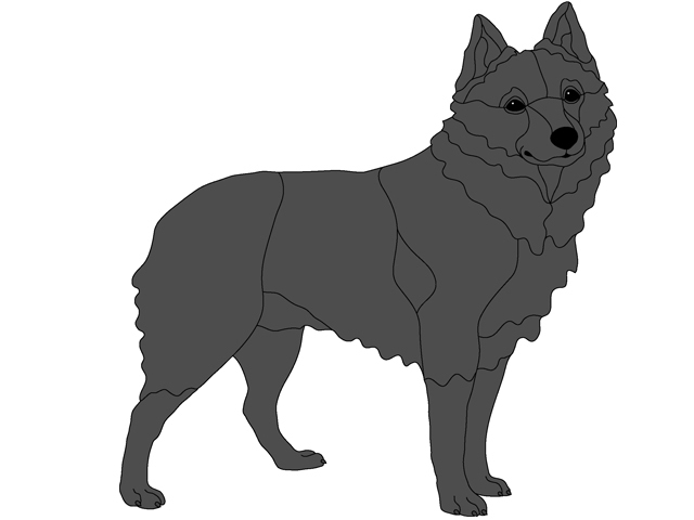 Schipperke Standing