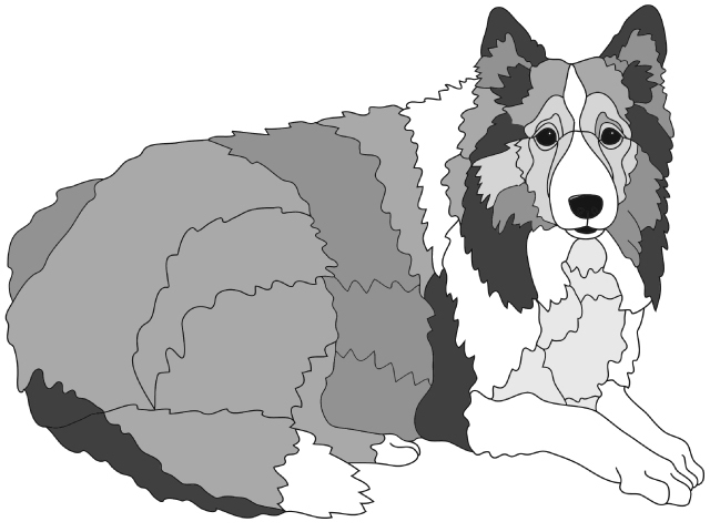 Sheltie Lying