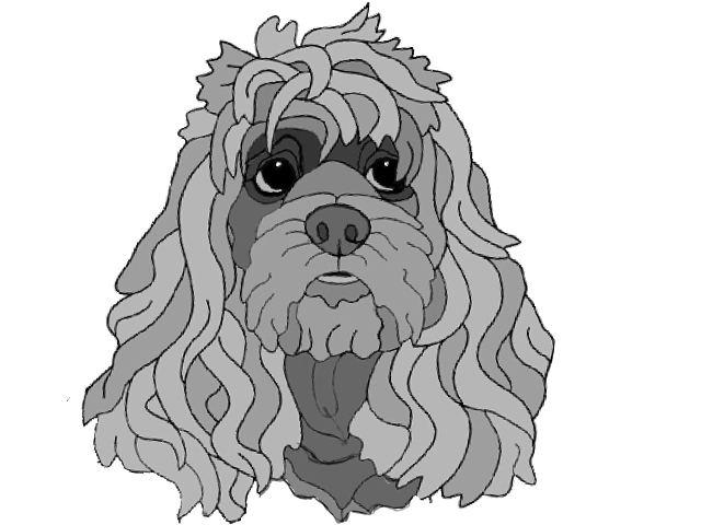 Cocker Spaniel