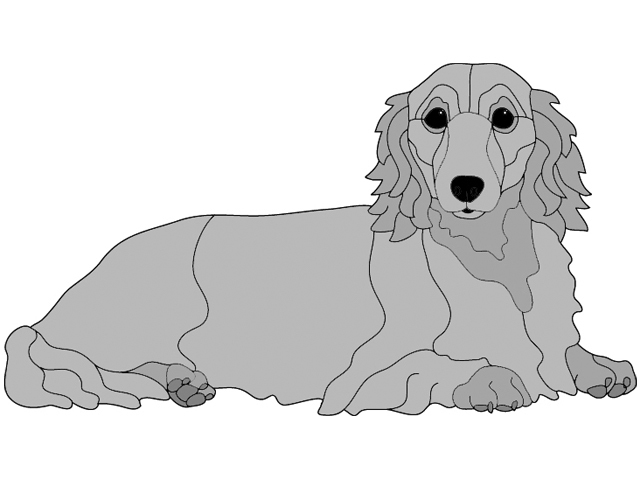 Dachshund Long Hair