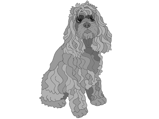Cocker Spaniel Sitting