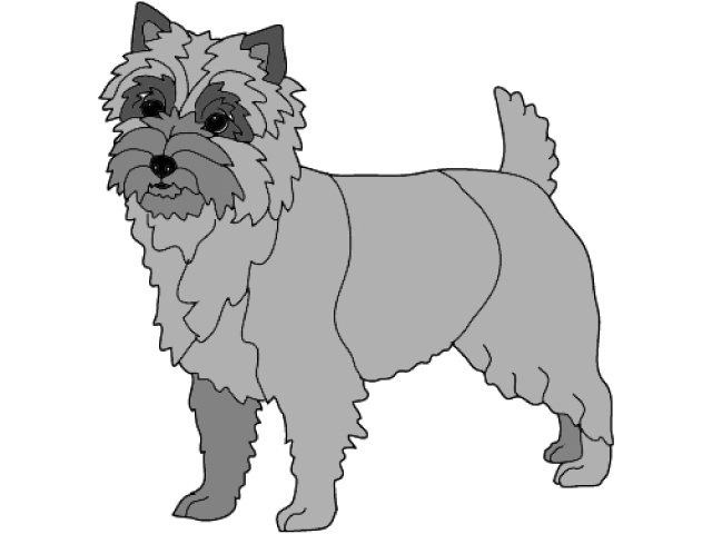 Cairn Terrier