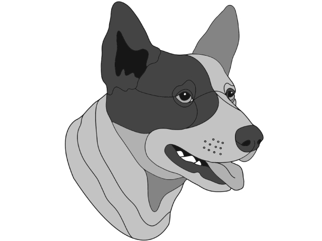 Australian Cattle Dog Head