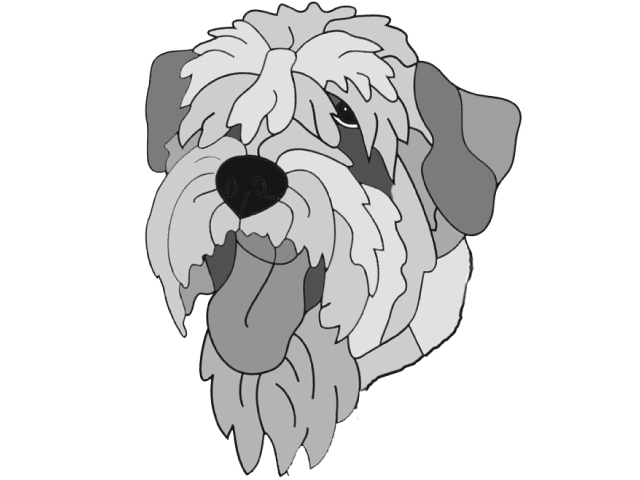 Soft Coated Wheaten Terrier Head