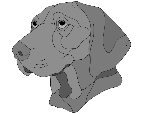 Vizslas Head
