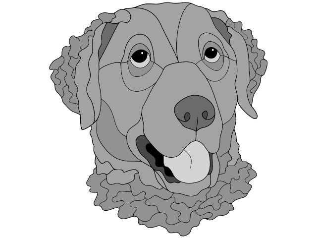 Chesapeake Bay Retriever Head