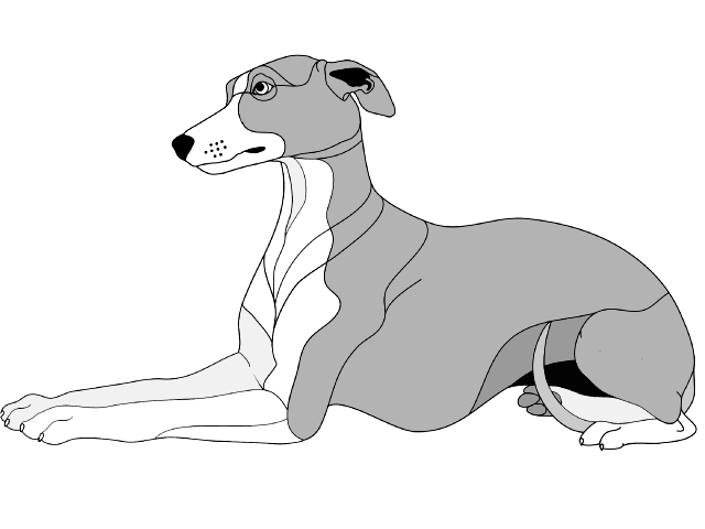 Whippet Lying
