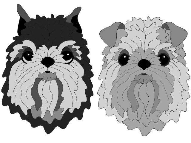 Brussels Griffon Head