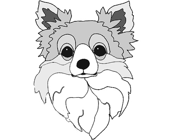 Chihuahua Long Haired Head