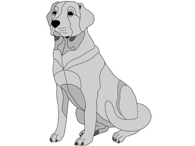 Labrador Retriever Sitting