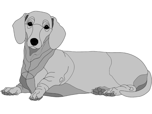 Dachshund Lying