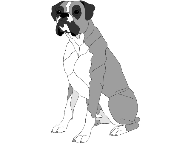 Boxer Sitting
