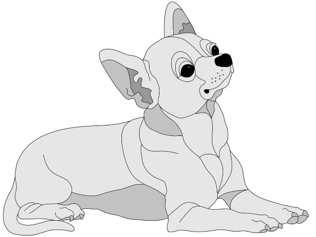 Chihuahua Lying Short haired