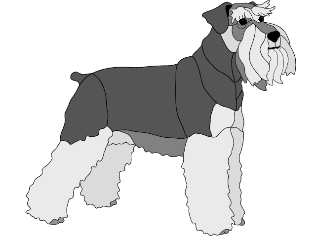 Schnauzer Standing
