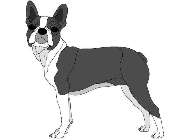 Boston Terrier Standing