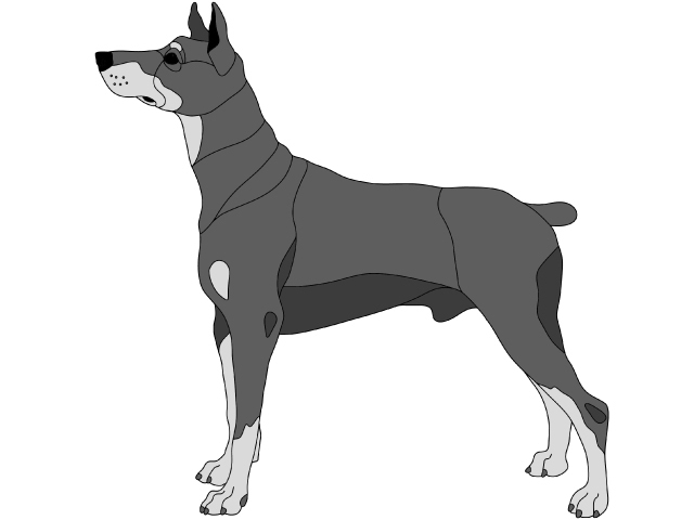 Doberman Standing