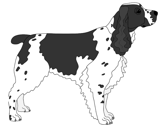 Springer Spaniel Standing