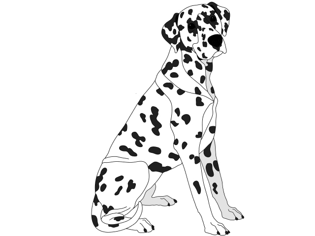 Dalmatian Sitting