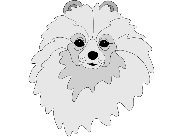 Pomeranian Head