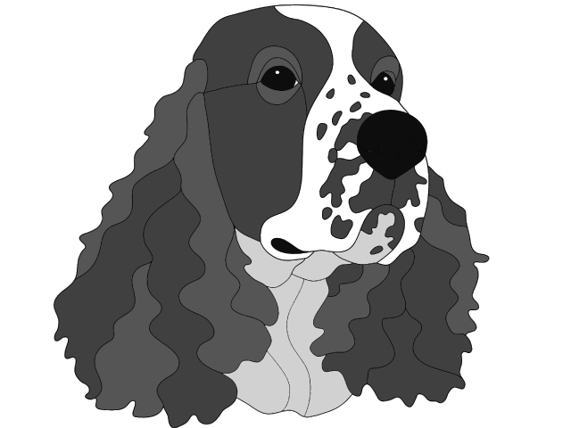 Springer Spaniel Head