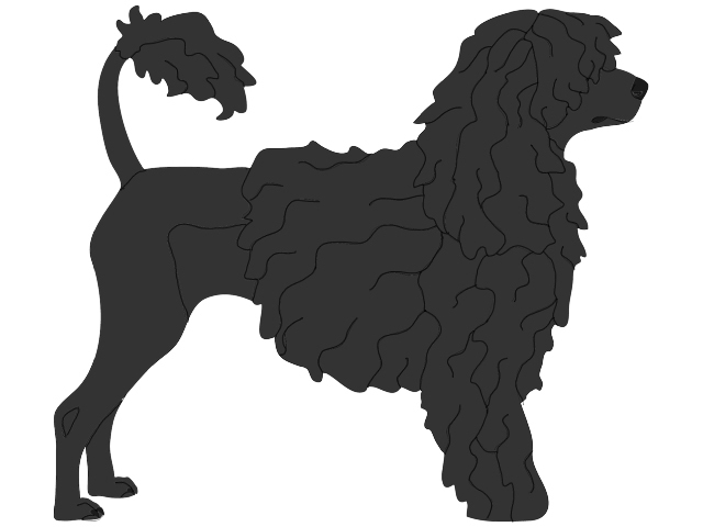 Portuguese Water Dog Standing