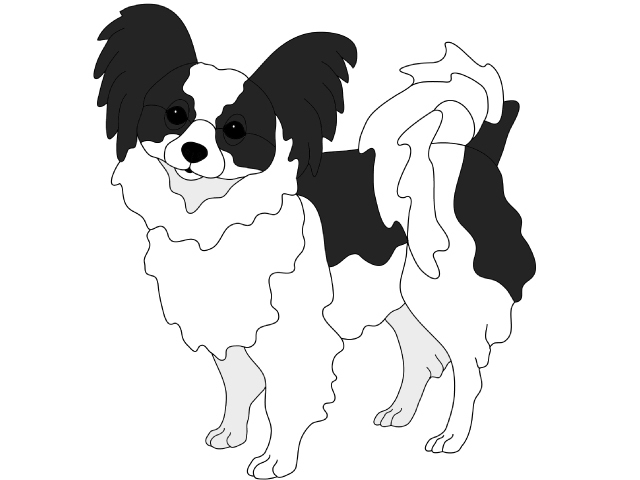 Papillon Standing