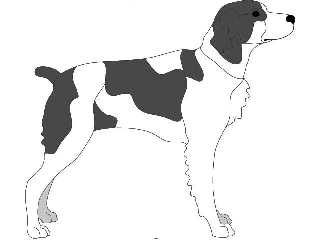 Brittany Spaniel Standing