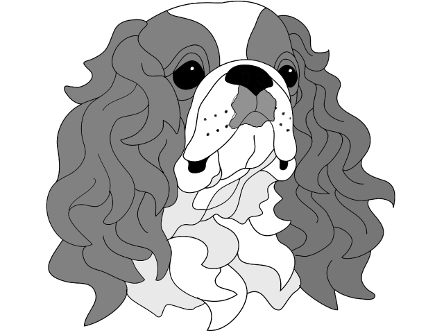 King Charles Spaniel (English Toy Spaniel) Head