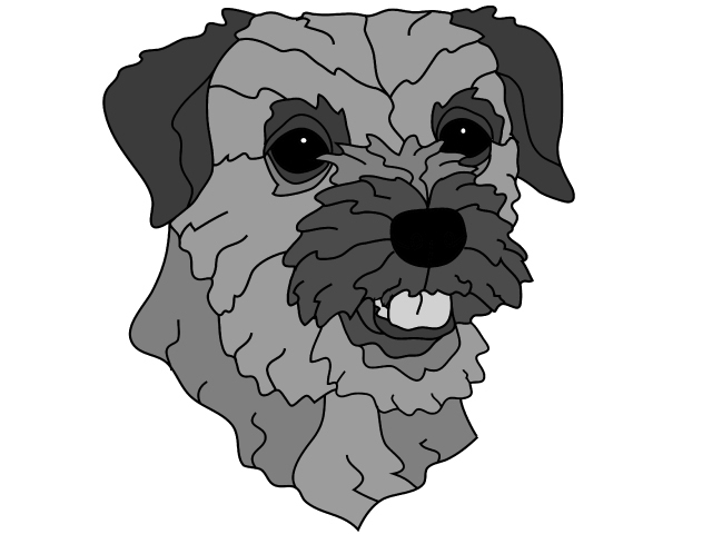 Border Terrier Head