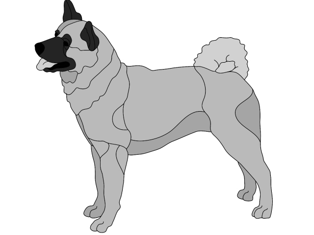 Akita Standing