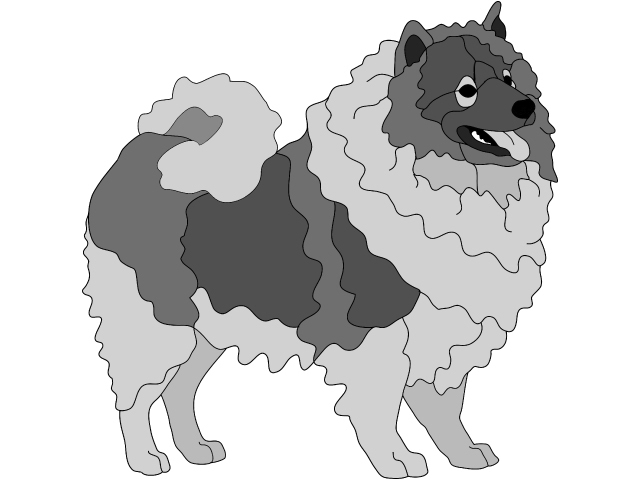 Keeshond Standing