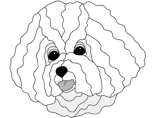 Bichon Frise Head
