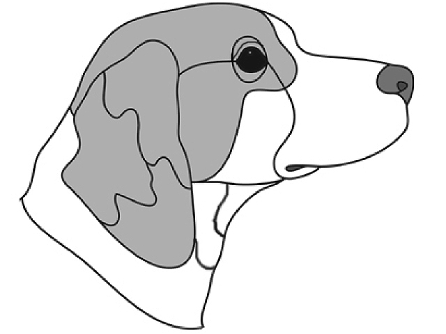 Brittany Spaniel Head