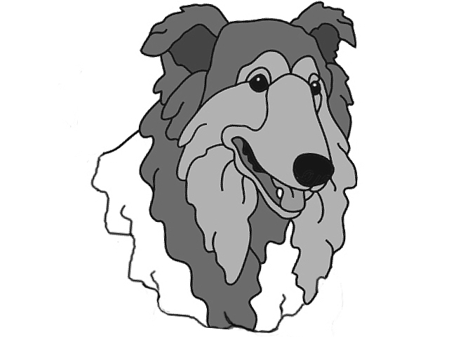 Collie Head