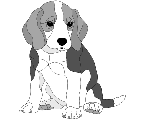 Beagle Puppy