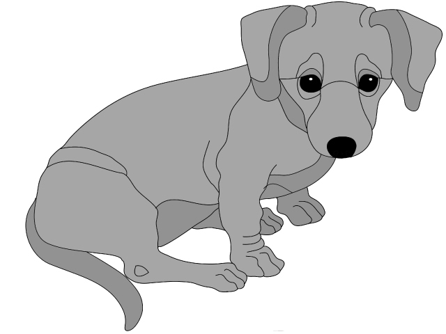 Dachshund Puppy