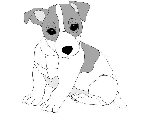 Jack Russell Puppy