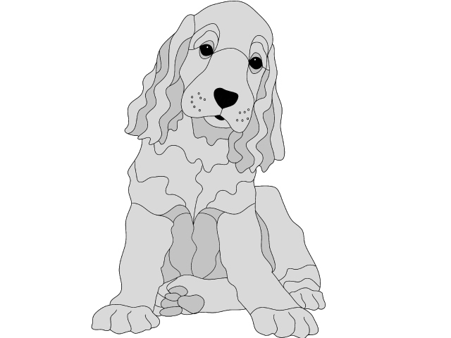 Cocker Spaniel Puppy