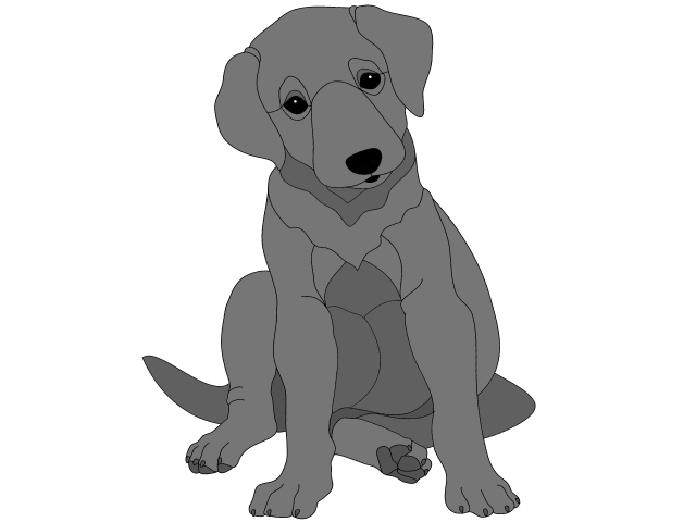 Labrador Retriever Puppy