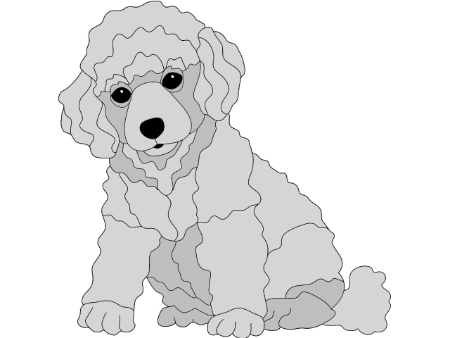 Poodle Puppy