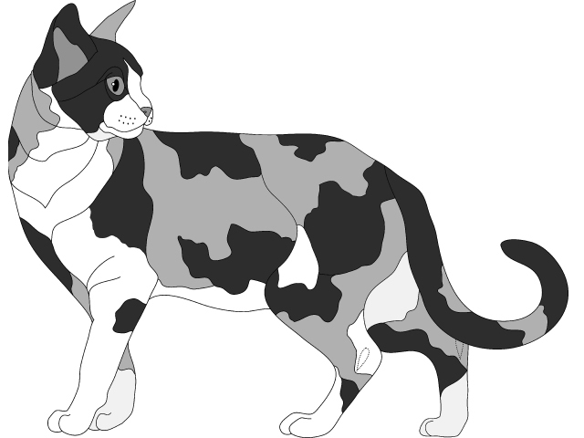 Calico Cat Standing