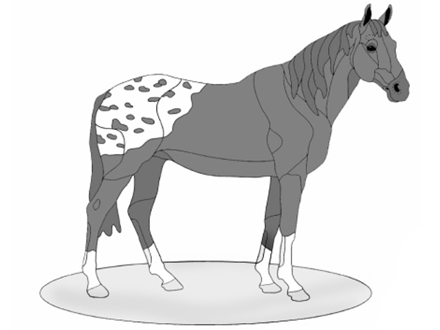 Appaloosa
