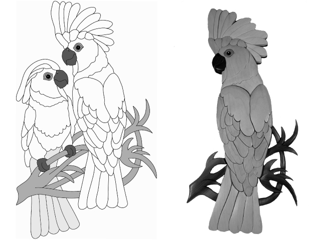 Umbrella Cockatoo