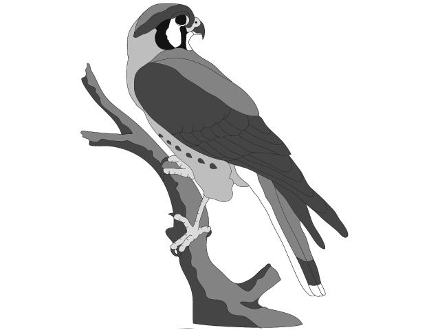 American Kestrel